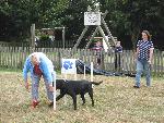 Dog agility at the Rathbone Jubilee